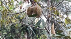 Dompet Dhuafa Serahkan Bibit Pohon Durian kepada Warga Blora