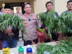 Polisi Temukan Kebun Ganja Seluas 10 Hektare di Cianjur Jawa Barat