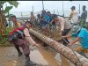 Gerak Cepat, Polsek Pulau Laut Barat Bersama Warga Bersihkan Pohon Tumbang Diterjang Angin Kencang