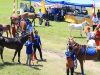 Kontes Kuda Lokal ‘Jarang Patta’ba’ Semarakkan Hari Jadi Jeneponto ke-161